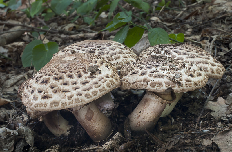 Agaricus bohusii